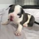 American Bully Puppies for sale in Boca Raton, FL, USA. price: NA