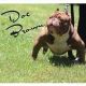 American Bully Puppies for sale in Charlotte, NC, USA. price: NA