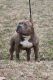 American Bully Puppies for sale in Baltimore, MD, USA. price: NA