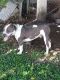 American Bully Puppies for sale in Sandusky, OH 44870, USA. price: NA