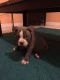 American Bully Puppies for sale in Miami Gardens, FL, USA. price: NA