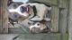 American Bully Puppies for sale in Youngstown, OH, USA. price: $350