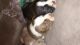 American Bully Puppies for sale in Virginia Beach, VA, USA. price: NA