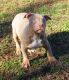 American Bully Puppies for sale in Daly City, CA, USA. price: NA
