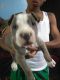 American Bully Puppies for sale in Palmdale, CA, USA. price: $600
