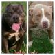 American Bully Puppies for sale in Union, SC 29379, USA. price: $700