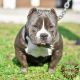 American Bully Puppies for sale in Kenosha, WI, USA. price: NA