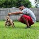 American Bully Puppies for sale in Kenosha, WI, USA. price: NA