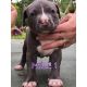 American Bully Puppies for sale in Palmetto, FL, USA. price: $500