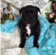 American Bully Puppies for sale in Lakewood, CO, USA. price: NA