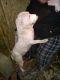 American Bully Puppies for sale in Charleston, WV, USA. price: NA