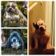 American Bully Puppies for sale in Winter Springs, FL, USA. price: $2,500
