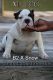 American Bully Puppies for sale in Hartsville, SC 29550, USA. price: $1,000