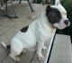American Bully Puppies for sale in Salem, IL, USA. price: $800