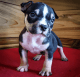 American Bully Puppies for sale in Mooresville, NC, USA. price: NA