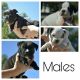 American Bully Puppies for sale in Marshall, WI 53559, USA. price: $2,000