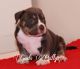 American Bully Puppies for sale in Madera, CA, USA. price: NA