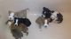 American Bully Puppies for sale in Tarpon Springs, FL, USA. price: $150