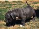 American Bully Puppies for sale in Moreno Valley, CA 92555, USA. price: NA