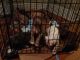 American Bully Puppies for sale in Maywood, IL 60153, USA. price: NA