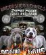 American Bully Puppies for sale in Ripley, TN 38063, USA. price: NA