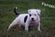 American Bully Puppies for sale in Murfreesboro, TN, USA. price: $2,000