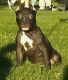 American Bully Puppies for sale in Middletown, OH 45044, USA. price: $1