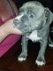American Bully Puppies for sale in Canton, OH 44710, USA. price: $650