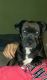 American Bully Puppies for sale in Lynn Haven, FL 32444, USA. price: NA