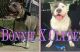 American Bully Puppies for sale in Penn Hills, PA, USA. price: NA