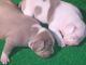 American Bully Puppies for sale in Earle, AR 72331, USA. price: NA