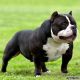 American Bully Puppies for sale in Windsor, PA 17366, USA. price: NA