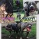 American Bully Puppies for sale in Lansing, MI, USA. price: NA