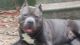 American Bully Puppies for sale in Chanute, KS 66720, USA. price: $1,500