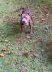 American Bully Puppies for sale in Gaffney, SC 29340, USA. price: NA