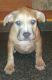 American Bully Puppies for sale in DeKalb, IL, USA. price: $500