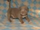 American Bully Puppies for sale in Troy, AL, USA. price: $1,500