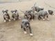 American Bully Puppies for sale in California St, San Francisco, CA, USA. price: NA