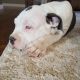 American Bully Puppies for sale in Albuquerque, NM, USA. price: NA