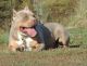 American Bully Puppies for sale in Cuyahoga Falls, OH 44221, USA. price: $1,400