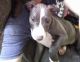 American Bully Puppies for sale in Lasalle, IL, USA. price: NA