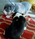 American Bully Puppies for sale in Louisville, KY, USA. price: $1,200