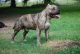 American Bully Puppies for sale in Jacksonville, NC, USA. price: $800