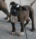 American Bully Puppies for sale in Decatur, IL, USA. price: $1,000