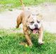 American Bully Puppies for sale in Hobart, IN, USA. price: NA