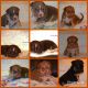 American Bully Puppies for sale in Youngstown, OH, USA. price: $1,111,110