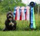 American Bully Puppies for sale in Medina, OH 44256, USA. price: $1,800