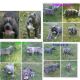American Bully Puppies for sale in Manassas Park, VA 20111, USA. price: NA
