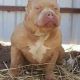 American Bully Puppies for sale in Amarillo, TX, USA. price: $1,000