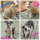 American Bully Puppies for sale in Canyon Lake, TX, USA. price: NA